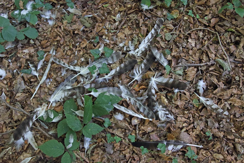 Das gerupfte Großgefieder des erwachsenen Wespenbussard-Jungvogels unter dem Horstbaum verheißt nichts Gutes..., 23.08.2016 Foto: Bernhard Glüer