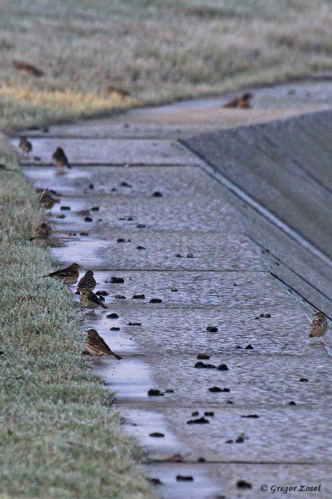 Wiesenpieper im Übergangsbereich vom betonierten Filterbecken zur Wiese. Hier scheinen sie erfahrungsgemäß auch bei frostigem Boden noch Nahrung zu finden......am 28.11.16 Foto: Gregor Zosel