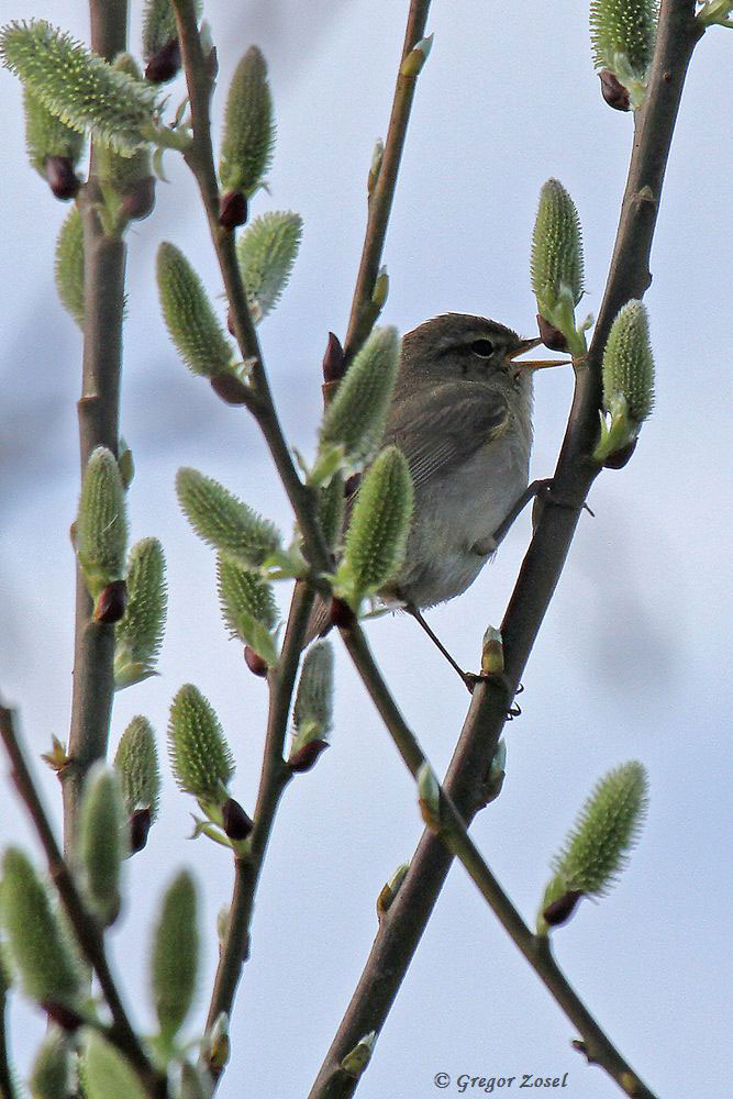 zilpzalp Diese Heckenbraunelle singt sich ihre Seele aus der Brust....am 04.04.16 Foto: Gregor Zosel