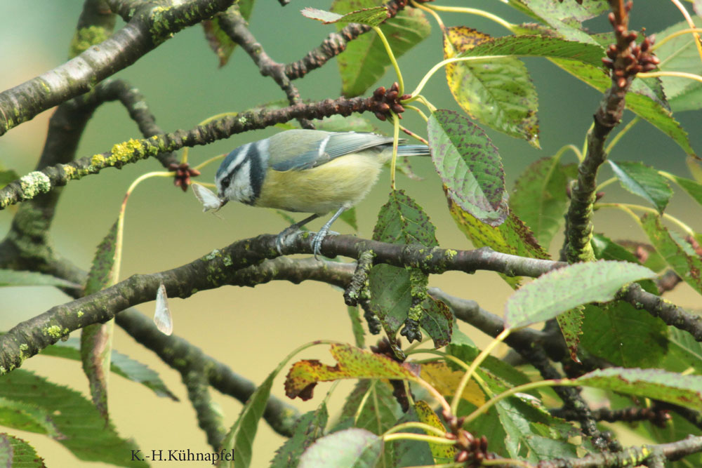 Blaumeise Blaumeise verspeist Buchsbaumzünsler, Kamen am 09.09.2017 Foto: Karl-Heinz Kühnapfel