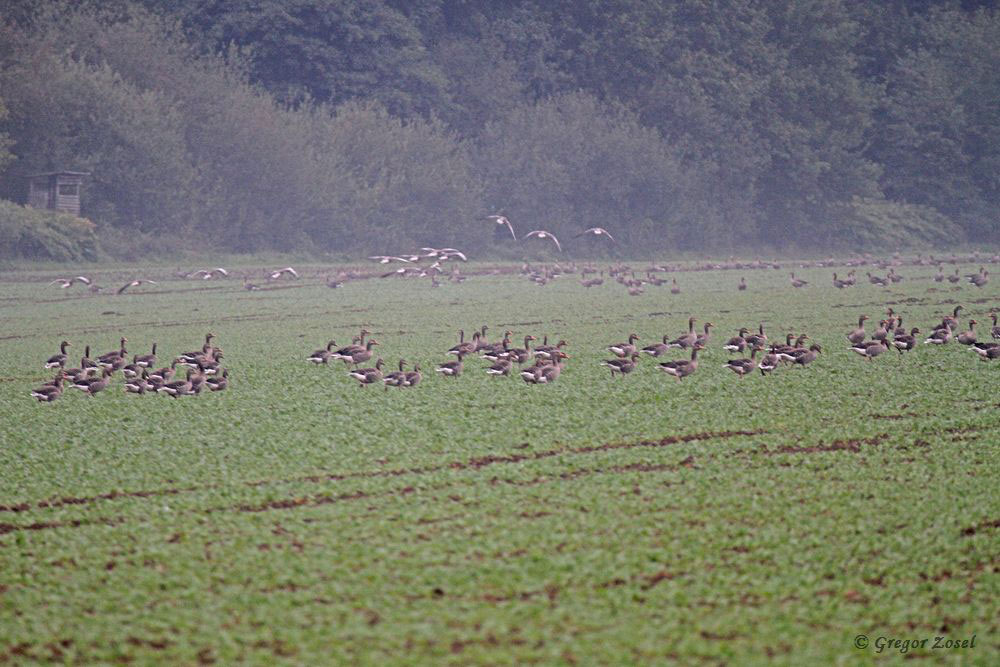 In der Ruhraue bei Haus Füchten hat sich ein großer Trupp Graugänse auf den Feldern versammelt......am 29.09.17 Foto: Gregor Zosel