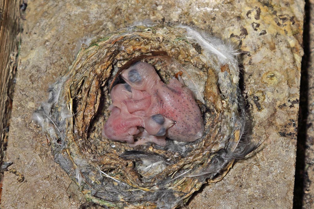 ... in einem anderen Nest sind bereits 3 Jungvögel, von denen einer deutlich größer als seine Geschwister ist - stellt sich die Frage, ob er vielleicht als der Stärkere bei Insektenmangel bevorzugt gefüttert wird, 11.06.2017 Foto: Bernhard Glüer