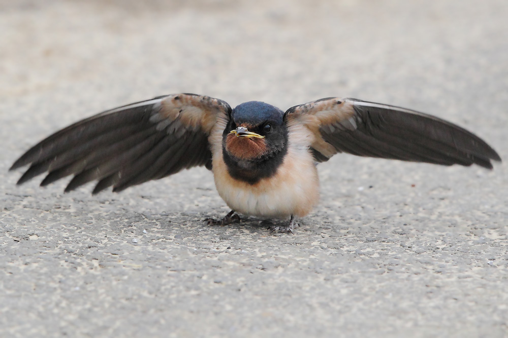 Nicht ganz ungefährlich, giert dieser Jungvogel auf dem Asphalt nach Nahrung. Foto H. Knüwer
