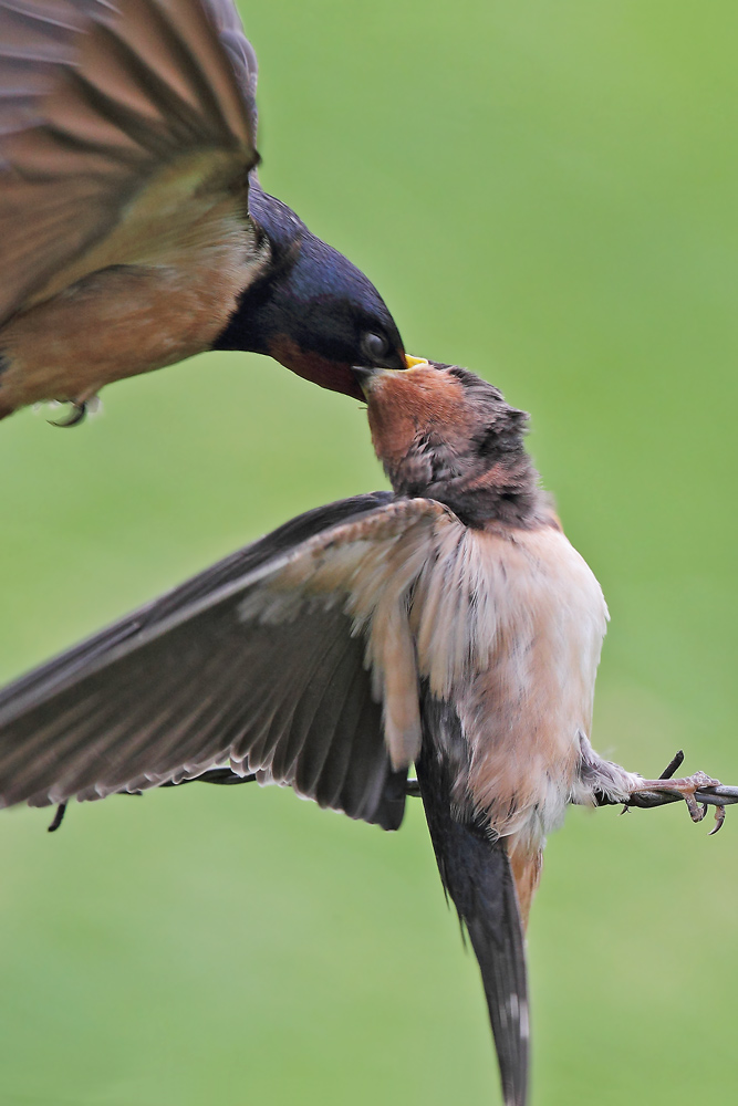 Beim Füttern hat der Altvogel die Nickhaut über das Auge gezogen. Foto H. Knüwer