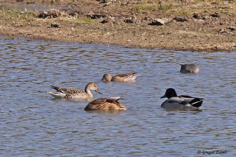 Zwischen all den Wasservögeln auch heute wieder die weibliche Spießente....am 27.03.17 Foto: Gregor Zosel