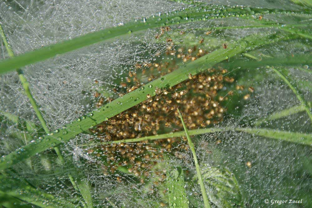 Hunderte kleiner Spinnen frisch geschlüpft nahe des Flößergrabens .....am 21.05.17 Foto: Gregor Zosel