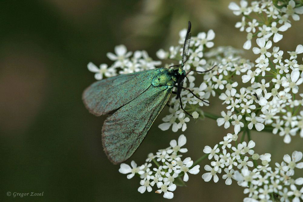 ampfer_gruenwidderchen Das schillernde Ampfer-Grünwidderchen Adscita statices ....am 31.05.18 Foto: Gregor Zosel