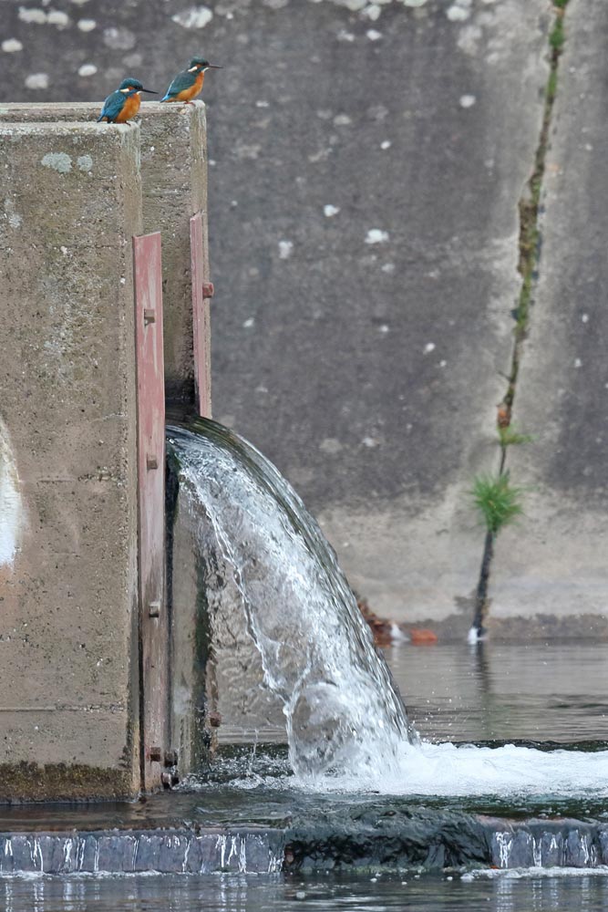 Eisvögel im Wassergewinnungsgelände - obwohl es sich um Männchen und Weibchen handelt, überwiegt jetzt außerhalb der Brutzeit Territorialität und Futterneid ..., 28.10.2018 Foto: Bernhard Glüer