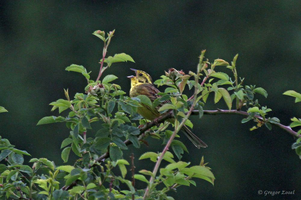 goldammer Aber gesungen wird aus höherem Gebüsch.....am 05.06.18 Foto: Gregor Zosel