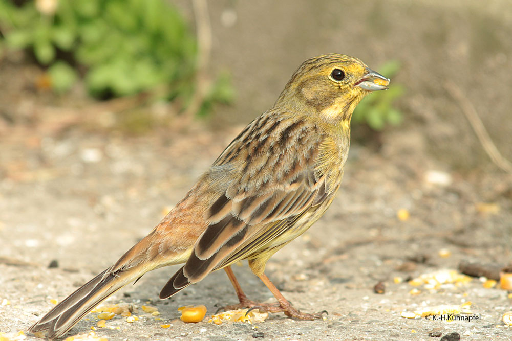 Goldammer Goldammer-Weibchen an Futterstelle, Kamen am 11.04.2018 Foto: Karl-Heinz Kühnapfel
