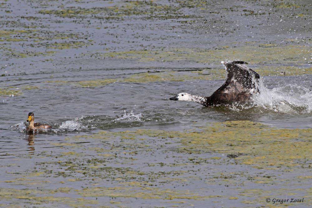 Die Hybridgans zeigt der Ente, wer hier Herr der Wasserfläche ist.....am 30.08.18 Foto: Gregor Zosel