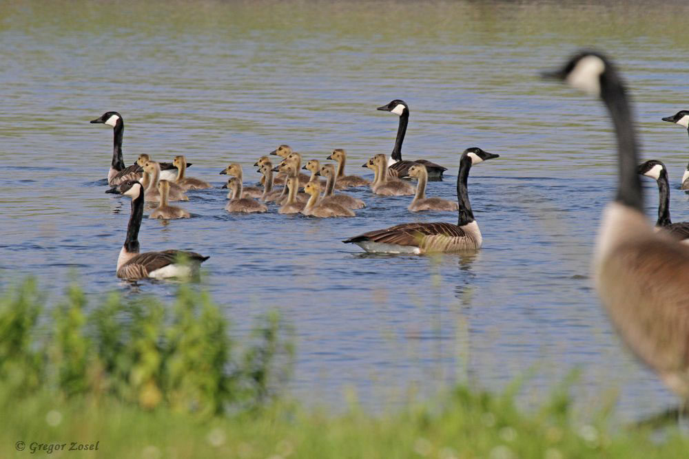 Der Zusammenschluss mehrerer Kanadagansfamilien macht es möglich, dass die Gruppe der Jungen von allen vier Seiten durch die Altvögel abgesichert sind. .....am 29.05.18 Foto: Gregor Zosel