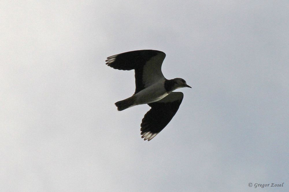 kiebitz Ein einsamer Kiebitz überfliegt rufend die Kiebitzwiese.....am 02.11.18 Foto: Gregor Zosel