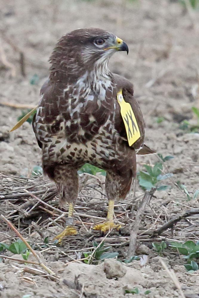 ... rechts trägt der markierte Vogel einen Metallring, ..., 21.09.2018 Foto: Bernhard Glüer