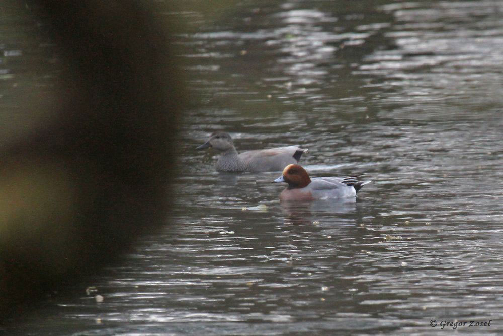 Durch die dichte Ufervegetation schwer zu zählen und zu fotografieren waren die Enten in der Sperrzone......am 28.11.18 Foto: Gregor Zosel