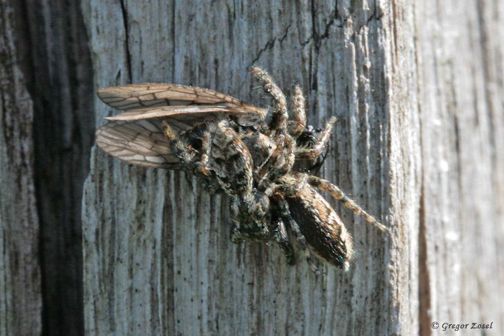 rindenspringspinne Ebenfalls auf einem Weidezaunpfahl konnte ich diese beiden Rindenspringspinnen bei ihrem gemeinsamen Frühstück beobachten...am 18.04.18 Foto: Gregor Zosel