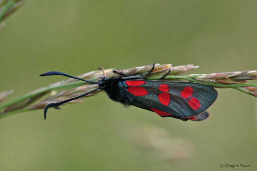 sechsfleck_widderchen Das Sechsfleck-Widderchen Zygaena filipendulae ist besser bekannt unter dem Namen Blutströpfchen....am 31.05.18 Foto: Gregor Zosel