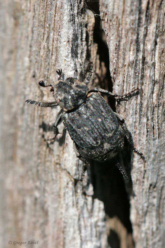 Ein weiblicher Stolperkäfer Valgus hemipterus ....am 09.05.18 Foto: Gregor Zosel