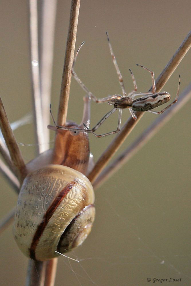 streckerspinne Am Wegesrand eine Gemeine Streckerspinne mit einer Schnirkelschnecke...am 18.04.18 Foto: Gregor Zosel