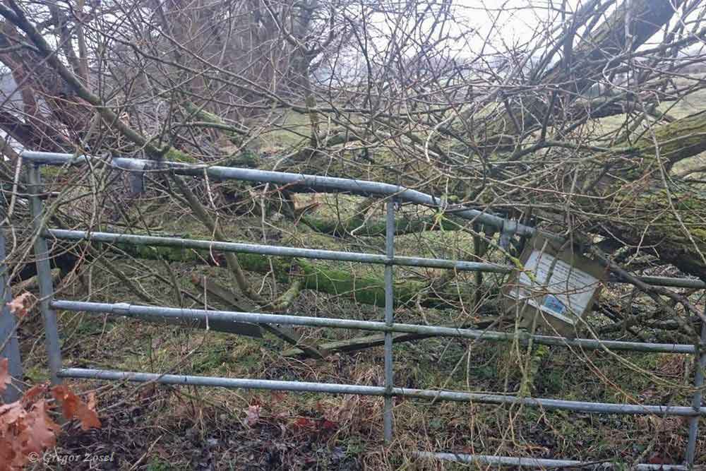 Welche Kräfte bei dem Sturm wirkten, zeigt sich auch auf der Kiebitzwiese. Hier wurde ein Weidetor durch einen umgestürzten Baum zerstört.....am 23.01.18 Foto: Gregor Zosel