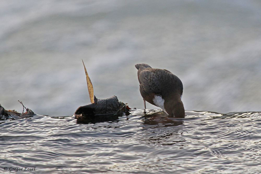 Ein Stückchen weiter sucht eine zweite Wasseramsel nach Nahrung.......am 20.01.18 Foto: Gregor Zosel