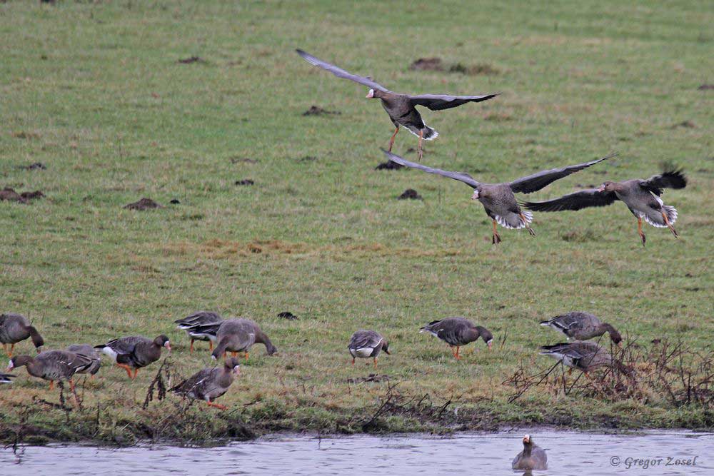 blaessgans Einflug der Blässgänse......am 01.01.19 Foto: Gregor Zosel
