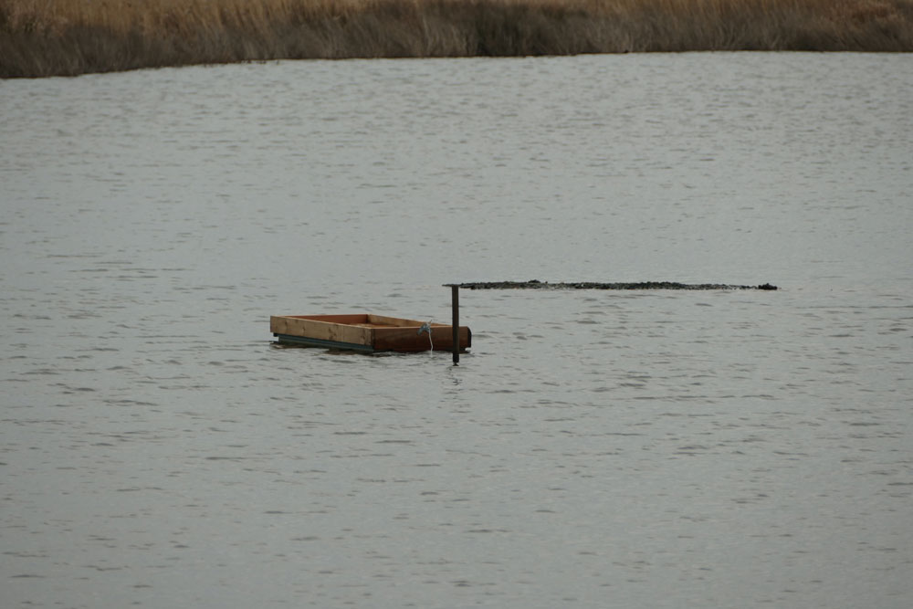 Röllingwiese Nistfloß, Röllingwiese Schwerte 16.01.2019 Foto: Hans Joachim Göbel