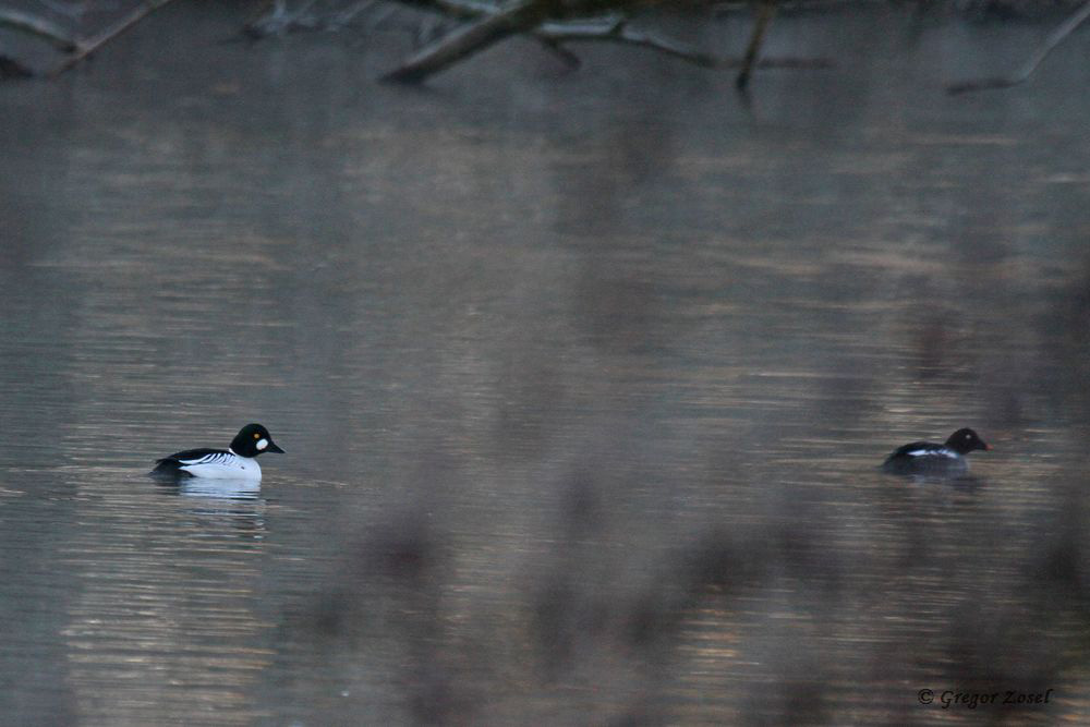 schellente Schellentenpaar auf der noch eisfreien Ruhr......am 21.01.19 Foto: Gregor Zosel