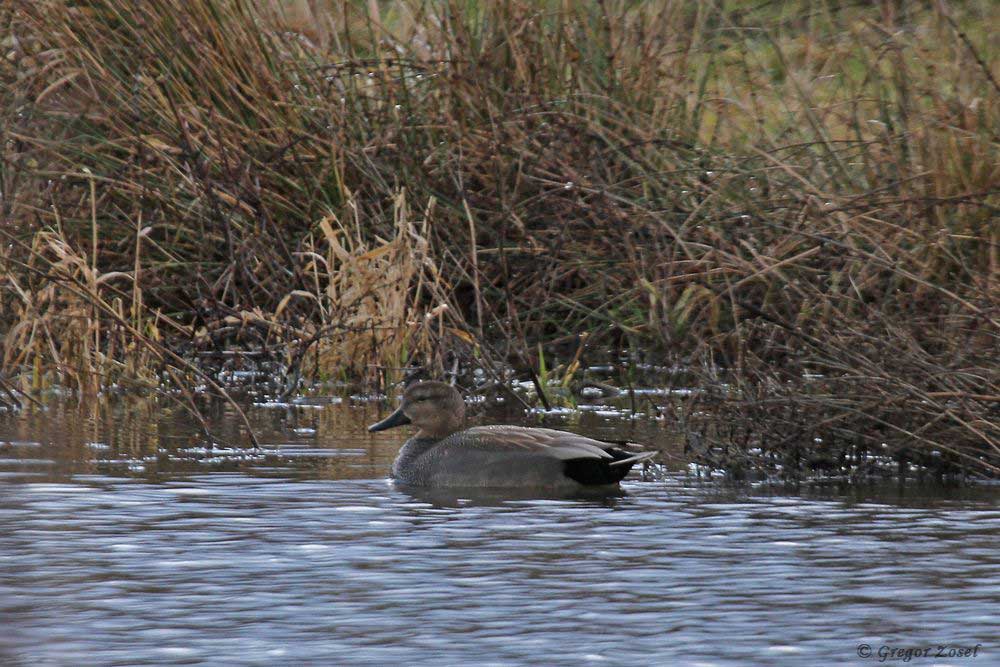 schnatterente Auch immer mehr Schnatterenten im NSG Kiebitzwiese wechseln von den Fluten der Ruhr aus der Sperrzone auf die Gewässern rund um den Aussichtshügels......am 14.01.19 Foto: Gregor Zosel