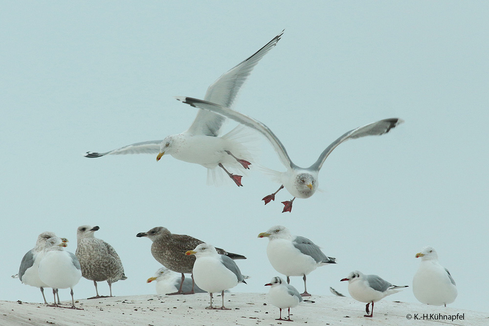 Silbermöwe Tanzende Silbermöwen, Lünen-Schwansbell, 22.01.2019 Foto: Karl-Heinz Kühnapfel