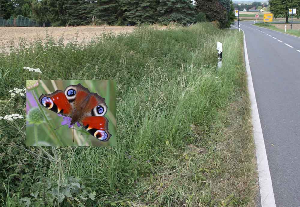 In 4 Raupennestern entwickelt sich hier der Nachwuchs vom Schmetterling des Jahres 2009 (Tagpfauenauge),07.08.09 Foto: Bernhard Glüer